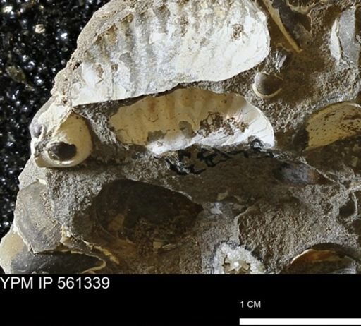 undet. Scaphitidae