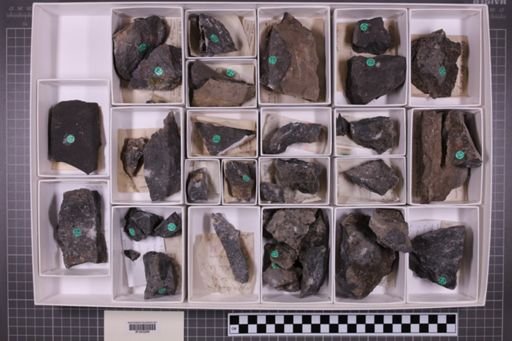 mixed taxa, stratigraphic collection