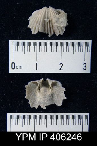 Platystrophia sp.