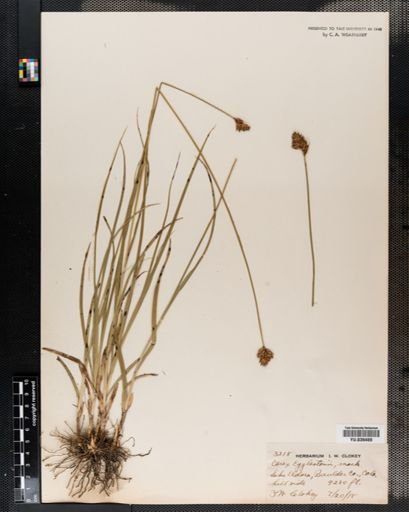 Carex