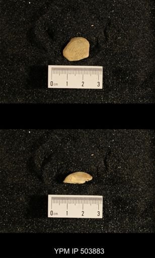 Astartella concentrica