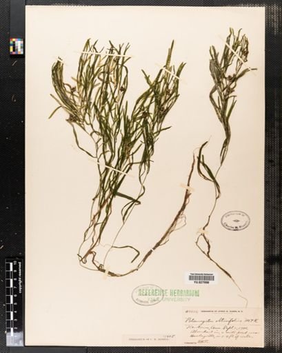 Potamogeton obtusifolius