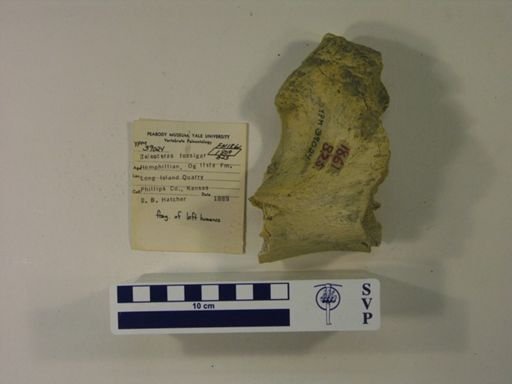 Teleoceras fossiger
