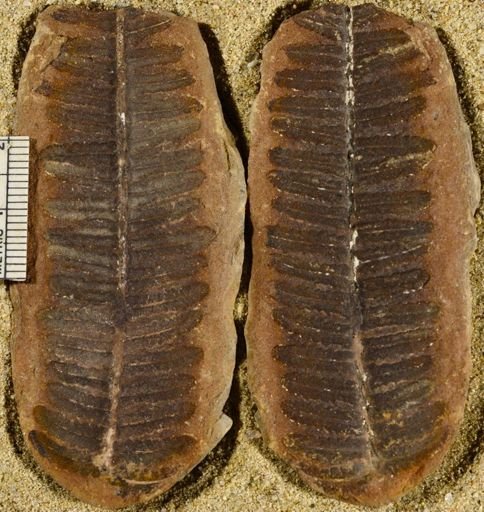 Pecopteris