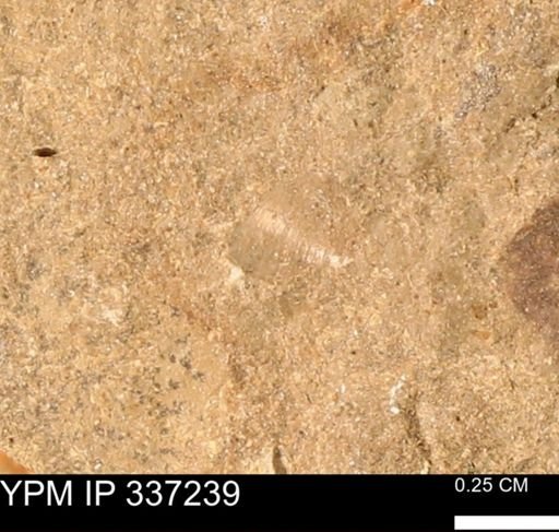 undet. Mollusca