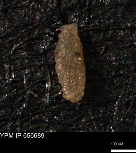 Miliammina manitobensis