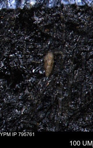 Verneuilina canadensis