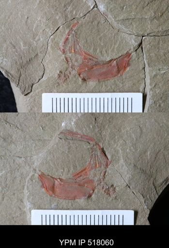 Thoralicystis sp.