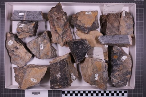 mixed taxa, stratigraphic collection