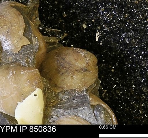 Limopsis striatopunctatus