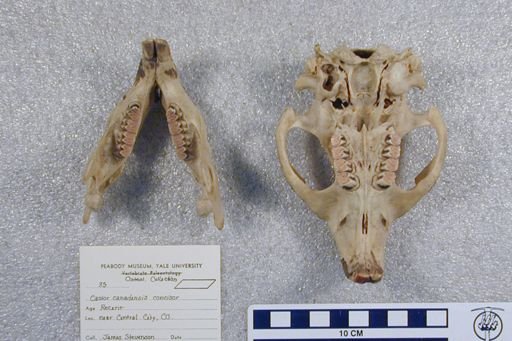 Castor canadensis concisor