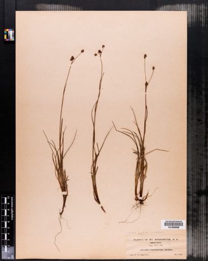 Luzula confusa