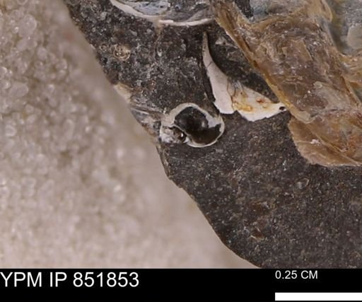 Euspira?