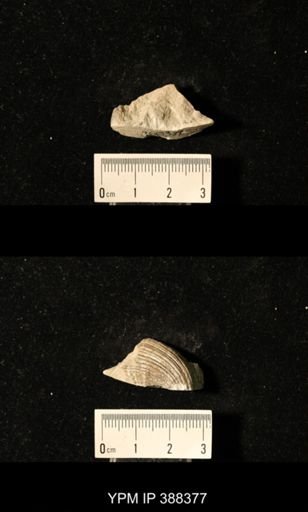 Spirifer cameratus?