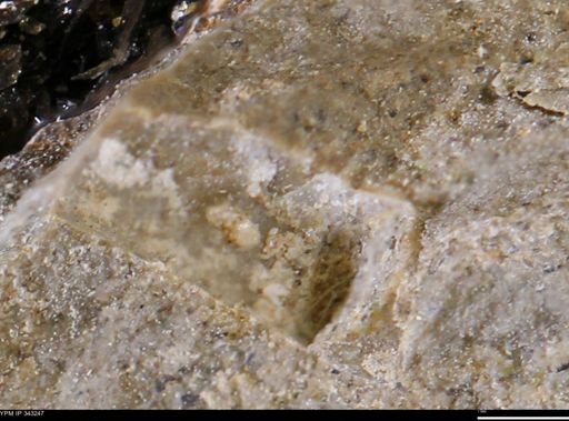 undet. Bivalvia