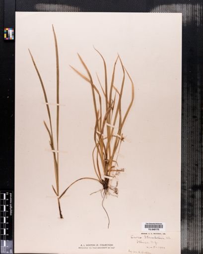 Carex jamesii