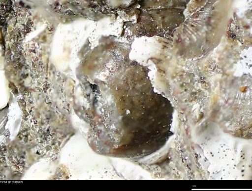 Corbulamella gregaria