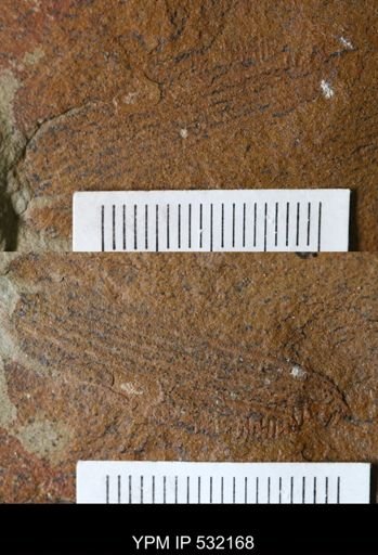 undet. Arthropoda