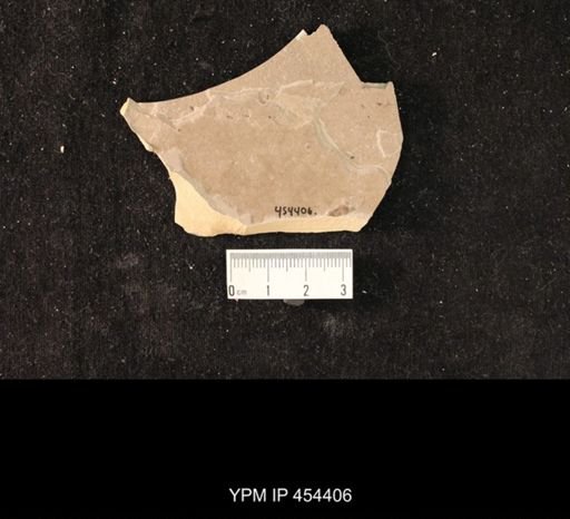 undet. Hexapoda