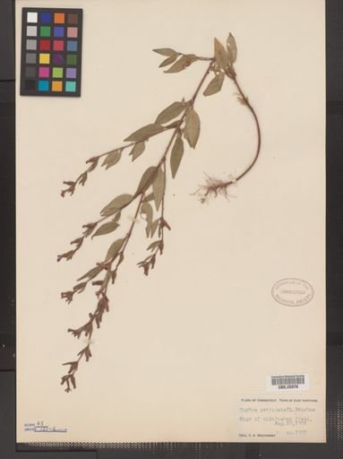 Cuphea petiolata