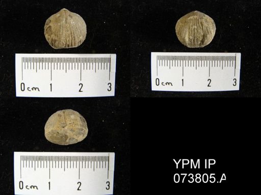 Wilsonella saffordi