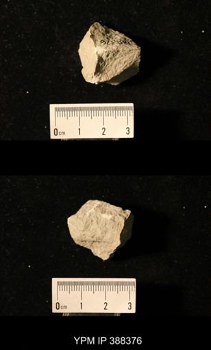 Spirifer cameratus?