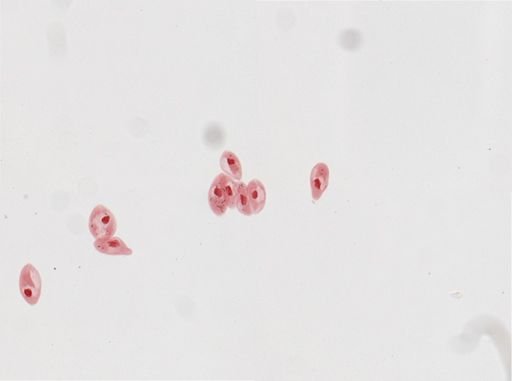 Paramecium calkinsi