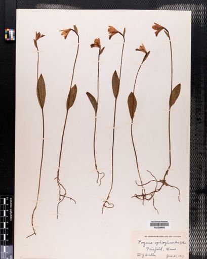 Pogonia ophioglossoides