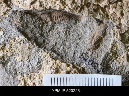 undet. Trilobita