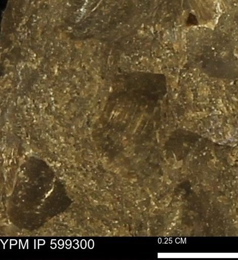 Protocardia subquadrata