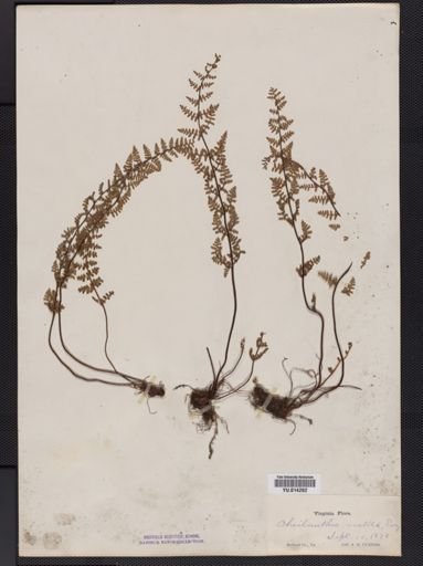 Cheilanthes vestita