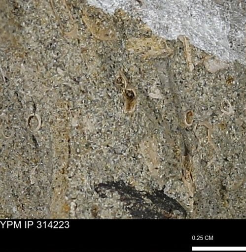 undet. Scaphopoda