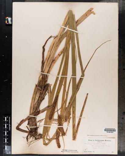 Plantae