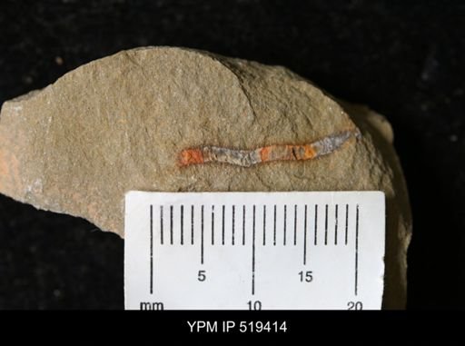 Ichnofossil?