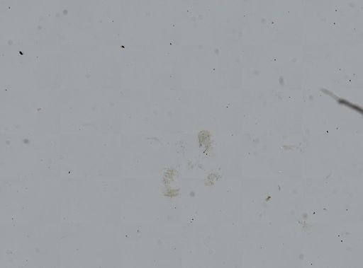 Somatogyrus aureus