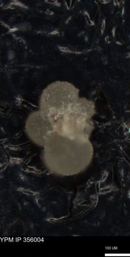 undet. Foraminiferida