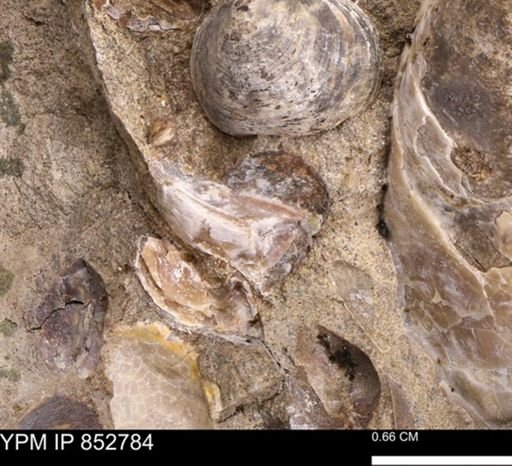 Ostreidae?