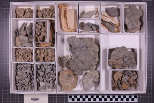 mixed taxa, stratigraphic collection