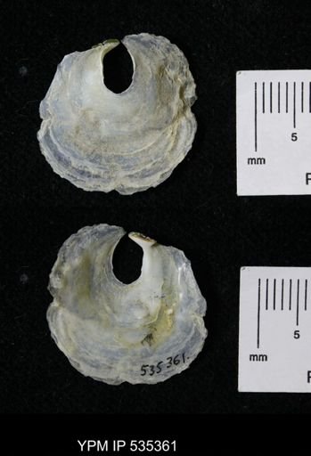 Anomia glabra