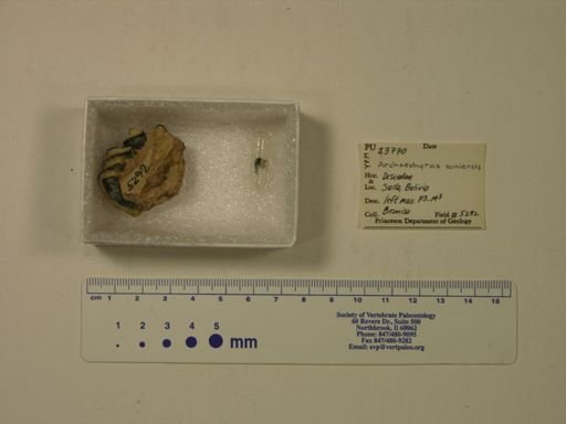 Archaeohyrax suniensis