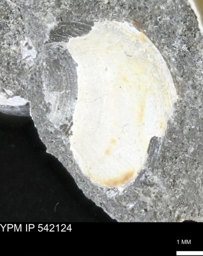Limopsis striatopunctatus