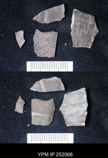 undet. Eurypterida