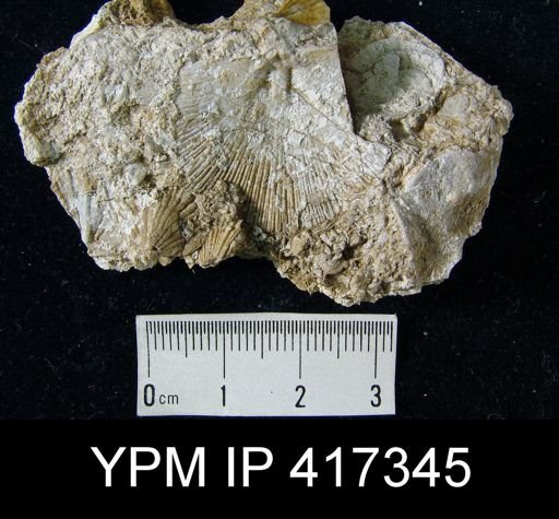 Schuchertella subplana