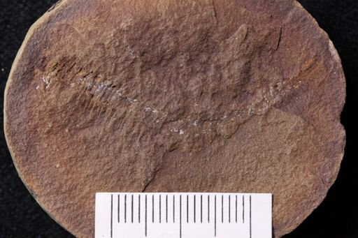 undet. Myriapoda