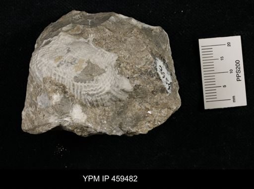 Dictyoclostus portlockianus crassicostatus