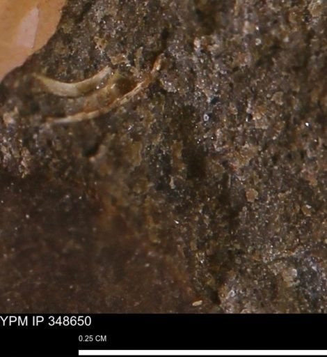 undet. Mollusca