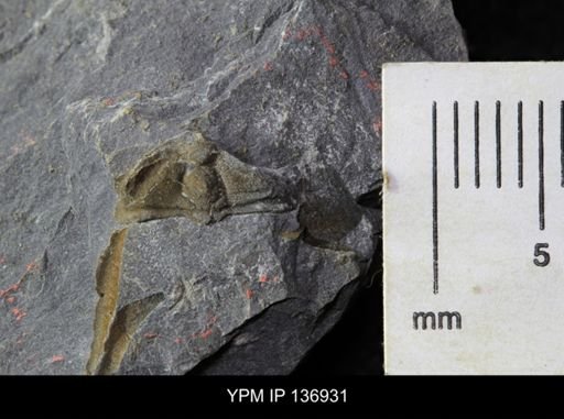 Ctenocephalus maltheus