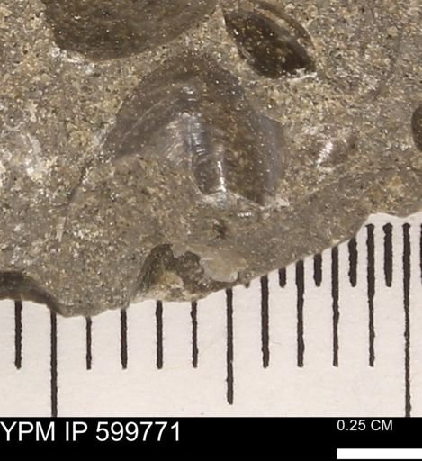 Protocardia subquadrata