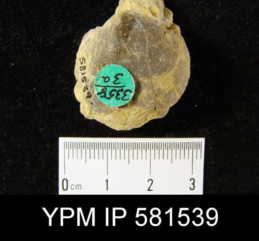 Schizophoria impressa