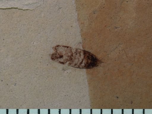 Staphylinidae?